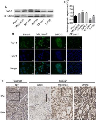 NAF-1 Inhibition by Resveratrol Suppresses Cancer Stem Cell-Like Properties and the Invasion of Pancreatic Cancer